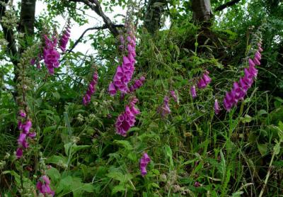 Foxglove-Scenic Drive - Oregon.jpg