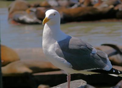 Seagull - 1.jpg