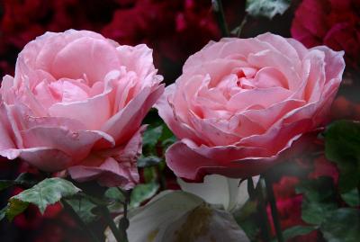Two Pink Roses.jpg