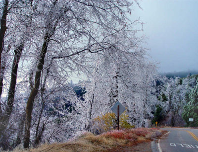Icy Trees Near Mt. Palomar .jpg