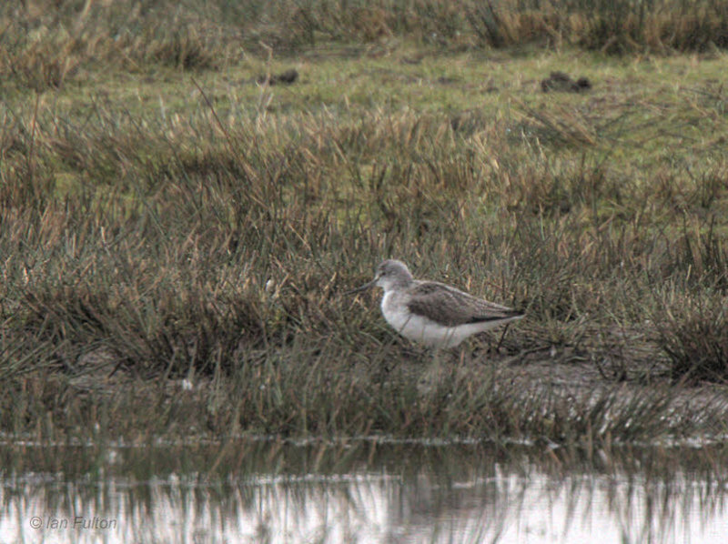 Greenshank, Gruinart RSPB, Islay