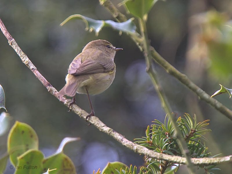 Chiffchaff, Dalzell Woods, Motherwell