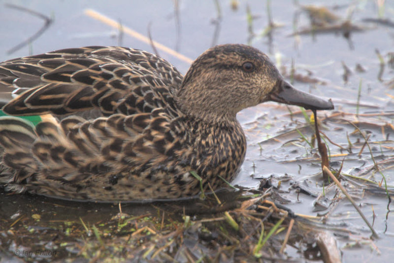 Teal (female), Gruinart RSPB, Islay