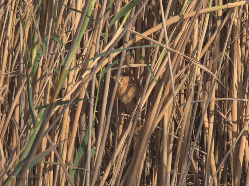 Little Bittern, Dalyan, Turkey