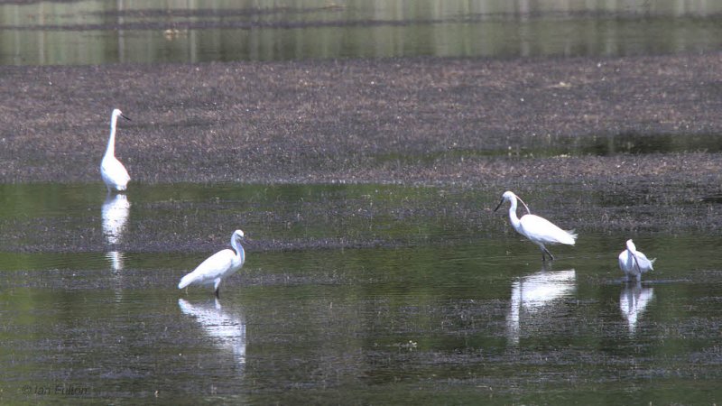 Little Egret, Dalyan, Turkey