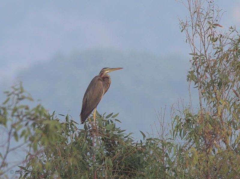 Purple Heron, Dalyan, Turkey