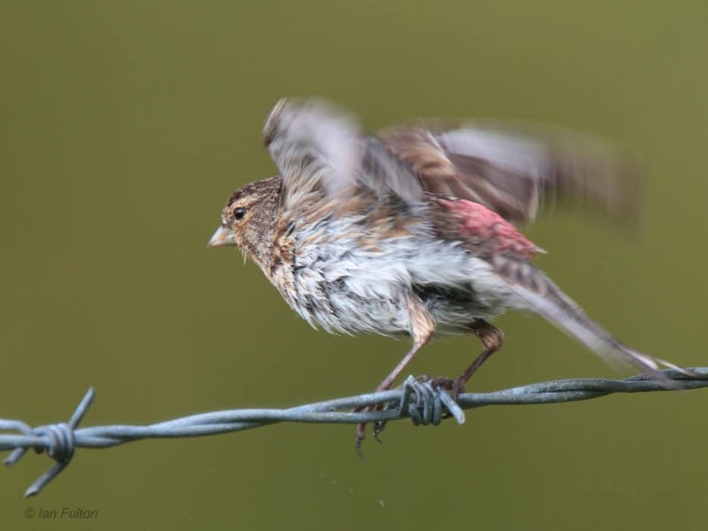 Twite, Talisker Bay, Isle of Skye