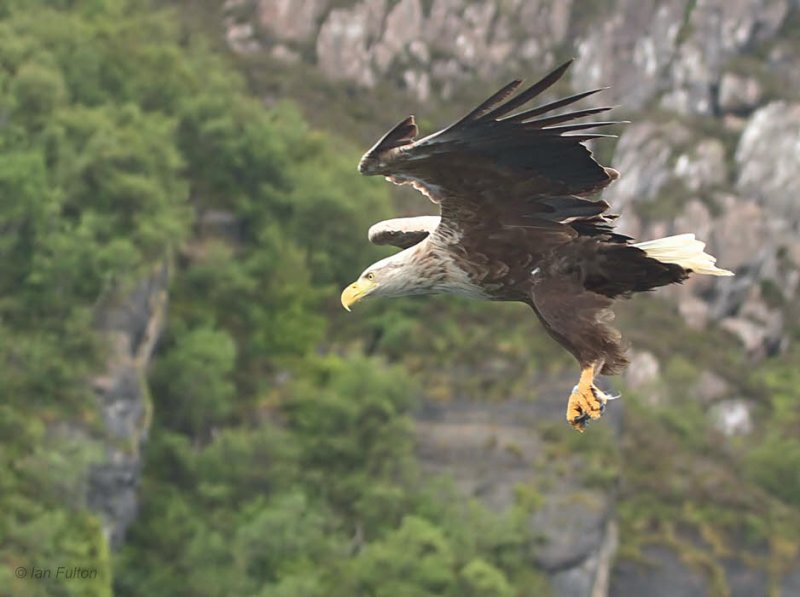 White-tailed Eagle, Portree, Isle of Skye