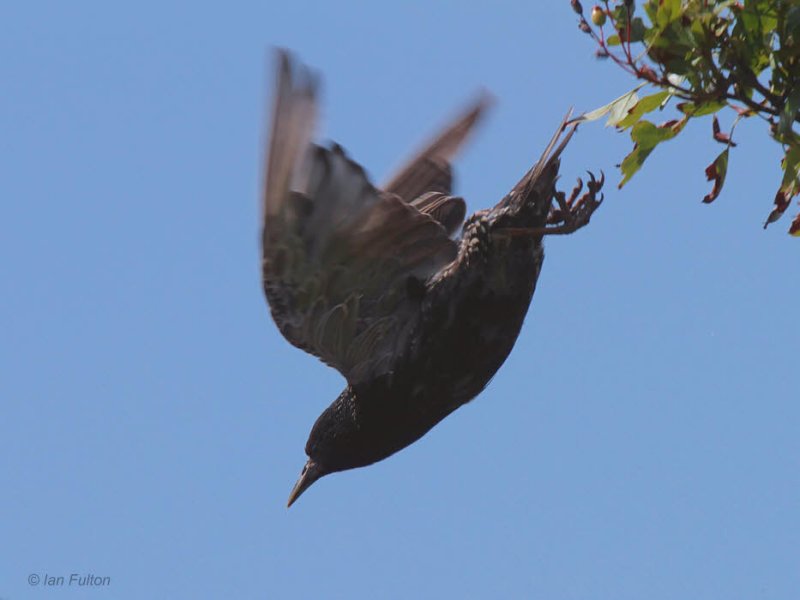 Starling, Dumbarton, Clyde
