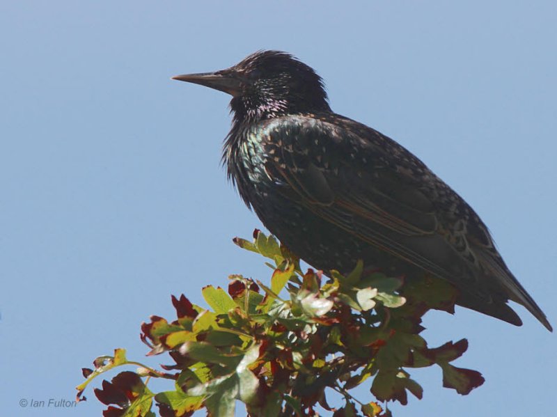 Starling, Dumbarton, Clyde