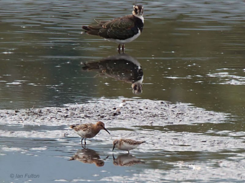 Little Stint, Dunlin and Lapwing, Barons Haugh RSPB, Clyde