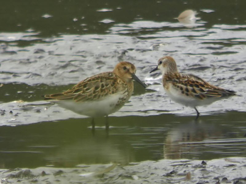 Little Stint and Dunlin, Barons Haugh RSPB, Clyde