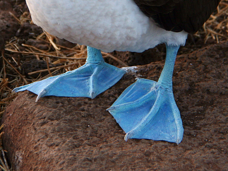 Blue-footed Booby, North Seymour, Galapagos
