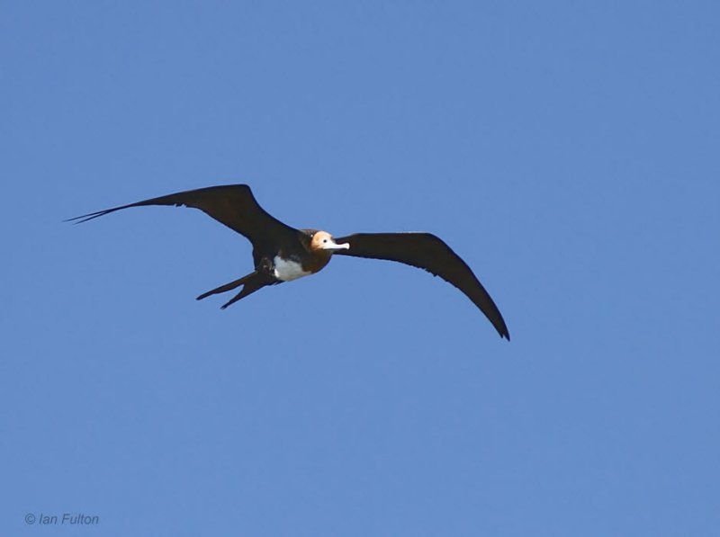 Great Frigatebird, North Seymour, Galapagos