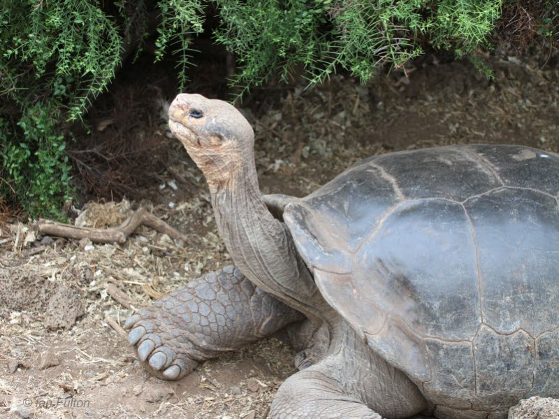 Galapagos Tortoise, Research Centre-Santa Cruz, Galapagos