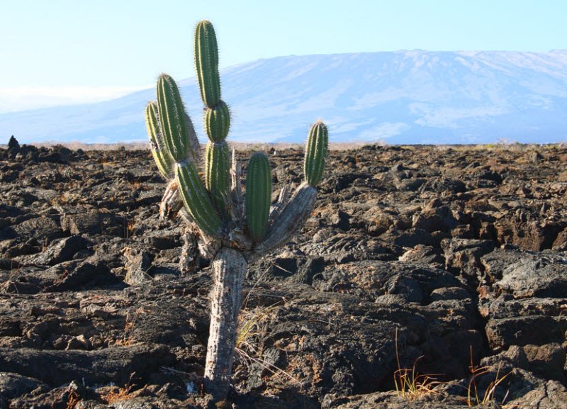 Cactus on the lava field, Punta Moreno-Isabela, Galapagos