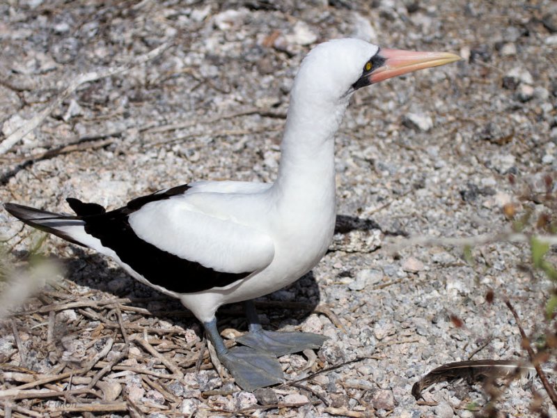 Nazca Booby, Genovesa, Galapagos