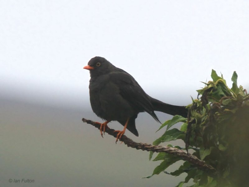 Great Thrush. Antisana Reserve, Ecuador