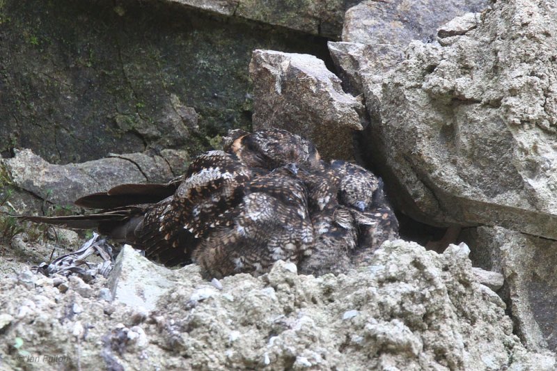 Lyre-tailed Nightjar, Tandayapa Valley, Ecuador