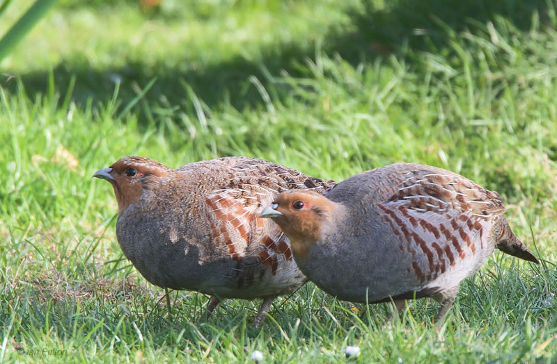 Grey Partridge, Crail, Fife