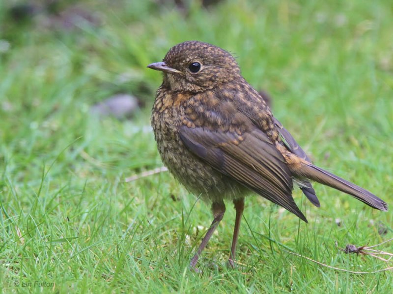 Robin (juvenile), Baillieston, Glasgow