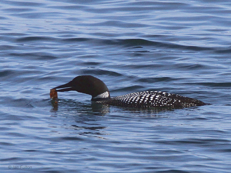 Great Northern Diver, Loch Indaal, Islay, Argyll