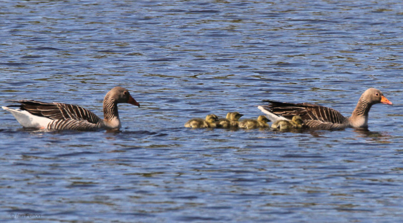 Greylag Goose, Loch Indaal, Islay, Argyll