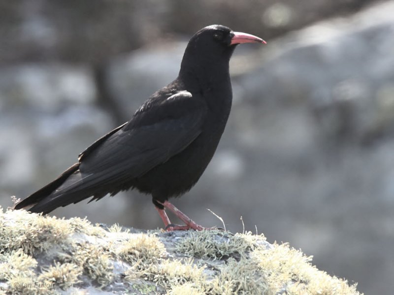 Chough, Islay, Argyll