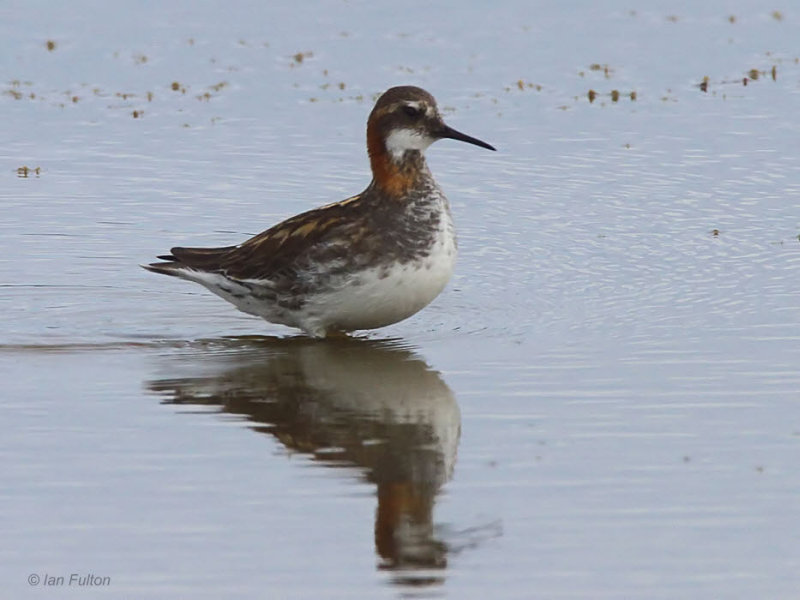Red-necked Phalarope