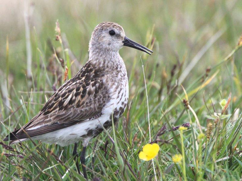 Dunlin, Benbecula