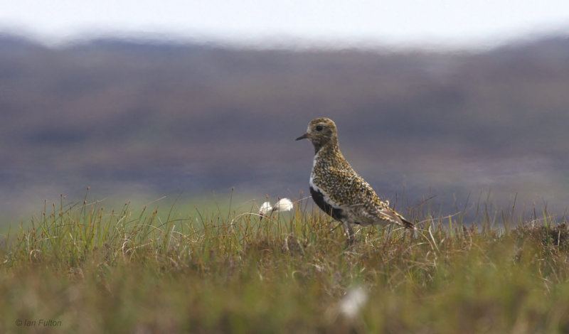 Golden Plover, Benbecula