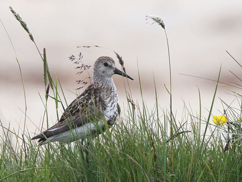 Dunlin, Benbecula