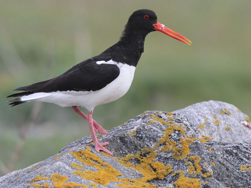 Oystercatcher, Stinky Bay, Benbecula