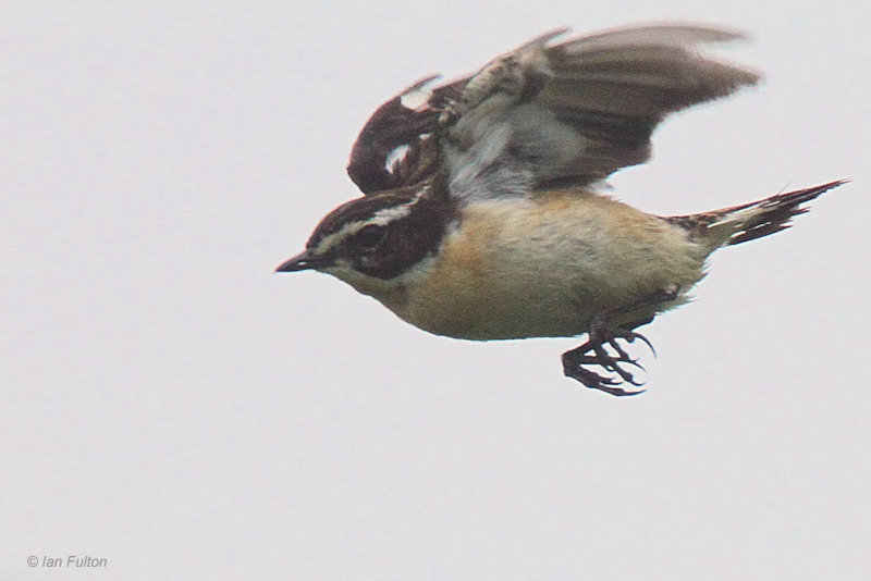 Whinchat, Stockiemuir, Clyde
