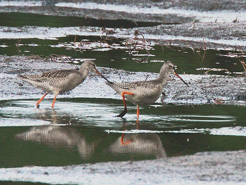 Spotted Redshank, Barons Haugh RSPB, Clyde