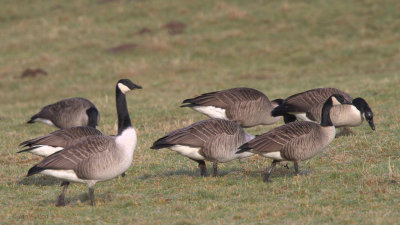 Canada Geese, near Balmaha, Clyde