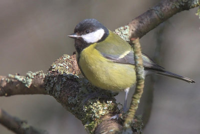 Great Tit, Gartfairn Wood-Loch Lomond NNR, Clyde