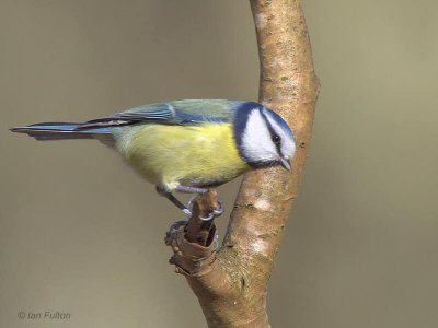 Blue Tit, Gartfairn Wood-Loch Lomond NNR, Clyde