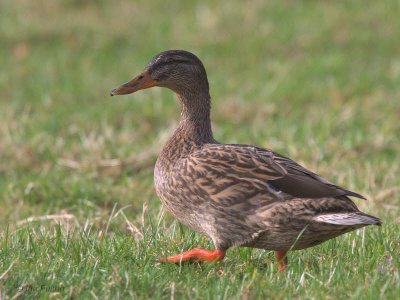 Mallard (female), Balmaha, Clyde