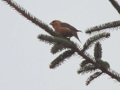 Common Crossbill, Kilpatrick Hills, Clyde