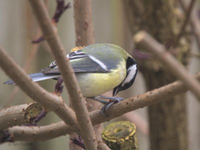 Great Tit, Baillieston, Glasgow