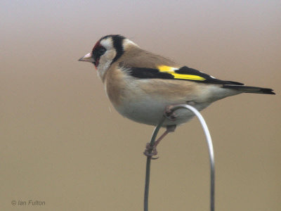 Goldfinch, Lochwinnoch RSPB, Clyde