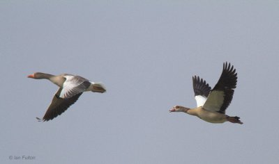 Egyptian Goose, Carbarns Pool, Clyde