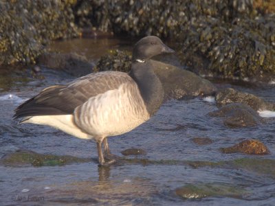 Pale-bellied Brent Goose, Bruichladdich-Loch Indaal, Islay