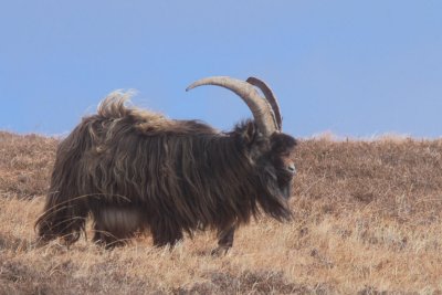 Wild Goat, Mull of Oa, Islay