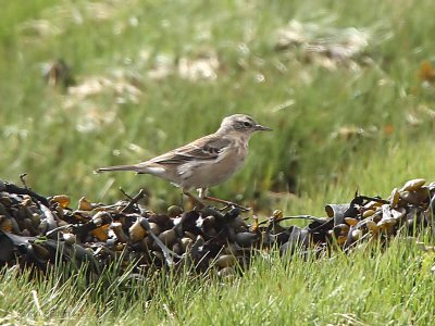 Water Pipit, Ardmore Point, Clyde