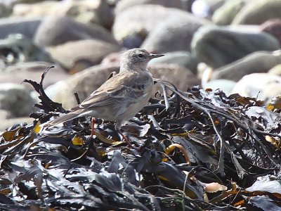 Water Pipit, Ardmore Point, Clyde