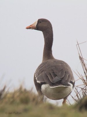 Greenland White-fronted Goose, Gruinart, Islay