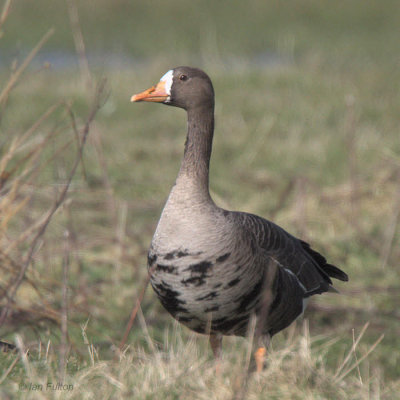 Greenland White-fronted Goose, Gruinart, Islay