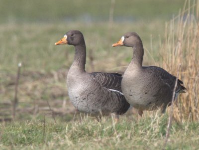 Greenland White-fronted Goose, Gruinart, Islay